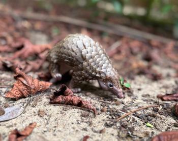 A pangolin