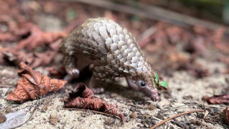 A pangolin