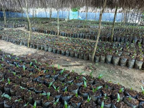 Jonathan Greenham visited Liberia to support local farmers